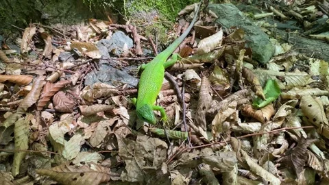 Large Gravid Green Lizard Inspecting Dry Leaf Litter Stock Footage 337987529