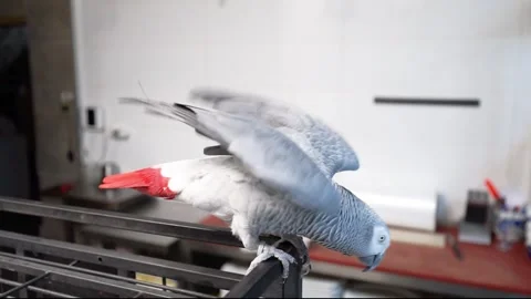 Large gray African parrot amusingly shakes and opens its wings in freedom Stock Footage 253881680