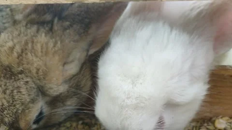 Large gray and white chewing rabbits Stock Footage 156387638