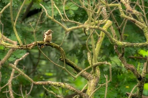 Large Gray Babbler on branch of the tree Fotos Stock