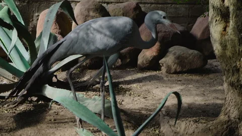 Large gray bird scratching its head. Video stock 289794997