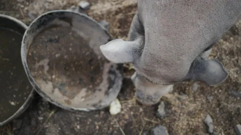 A large gray boar eats apples from a bowl. Top view Stock-Footage 166105543
