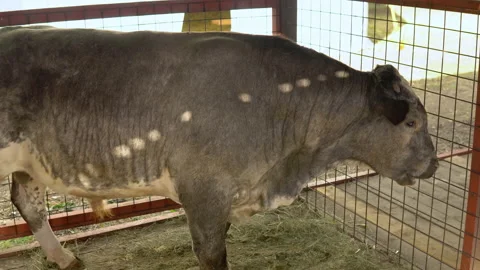 A large gray bull without horns in a pen is chewing hay. Farm animal Stock Footage 161264255