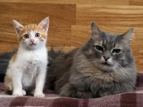 Large gray cat and small white-ginger kitten Stock Photos