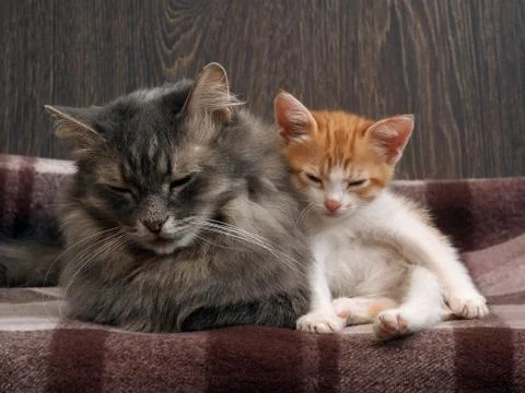 Large gray cat and small white  ginger kitten Stock Photos