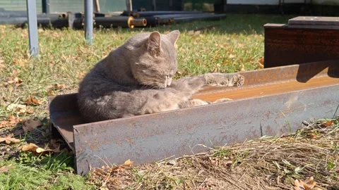 A large gray cat licks itself and basks in the sun. Stock-Footage 318291516