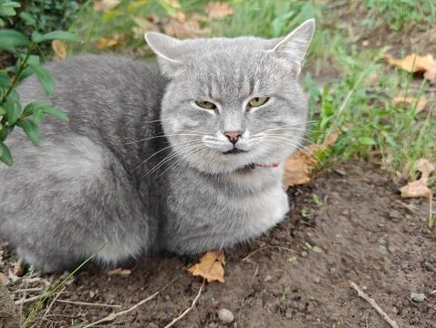 A large gray cat looks at the camera Stock Photos