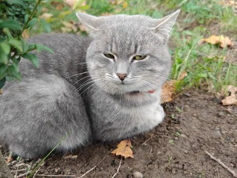 A large gray cat Stock Photos