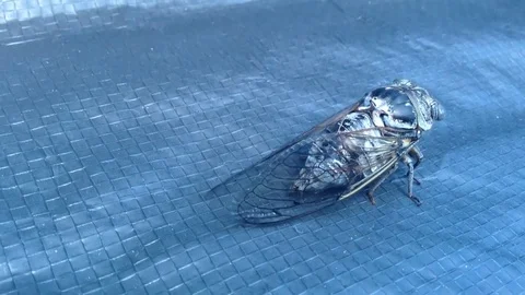 Large Gray Cicada Cicadidae On A Blue Background Close Up Stock Footage 82298676