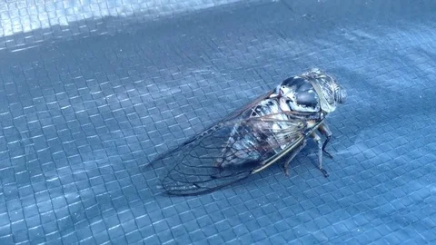 Large Gray Cicada Cicadidae On A Blue Background Close Up 2 Stock Footage 82298679