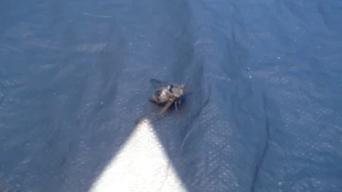 Large Gray Cicada Cicadidae On A Blue Background moving  Close Up Stock Footage 82298684