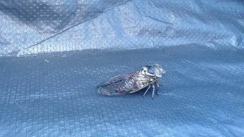 Large Gray Cicada Cicadidae On A Blue Background Close Up 3 Video stock 82298688
