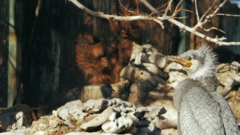 Large gray cormorant on the background of stones and branches Stock Footage 101544935