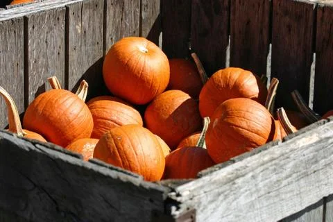 A large gray crate filled with pumpkins Stock Photos