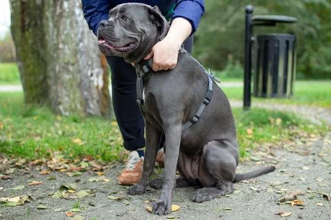 Large gray dog receiving affection from owner in a park during a sunny day Stock Photos