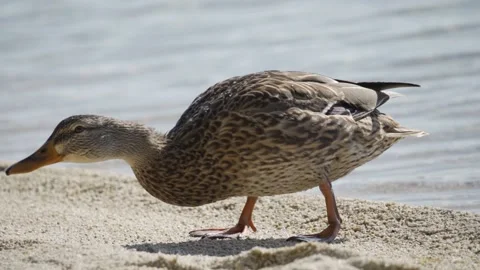 A large gray duck comes out of the water to the shore and takes food from a man Video stock 161868997