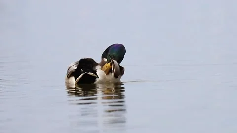 A large gray duck comes out of the water to the shore 스톡 동영상 166144321