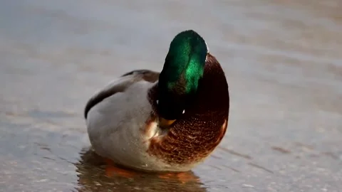 A large gray duck comes out of the water to the shore Stock-Footage 166144330