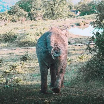 A large gray elephant walks through the safari park on a sunny summer day. Back Stock Photos