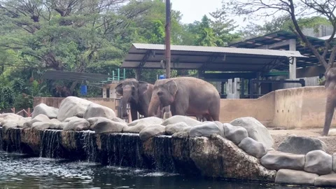 Large gray elephants in a lush tropical habitat with green trees Vídeos de archivo 340569387