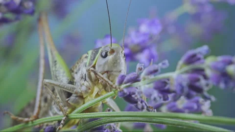 Large gray grasshopper head on purple flowers outdoors Stock Footage 341295129