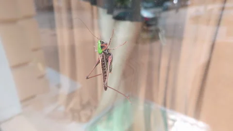 Large gray green bush-cricket on shop window pane at time grasshopper Invasion Stock Footage 341292678