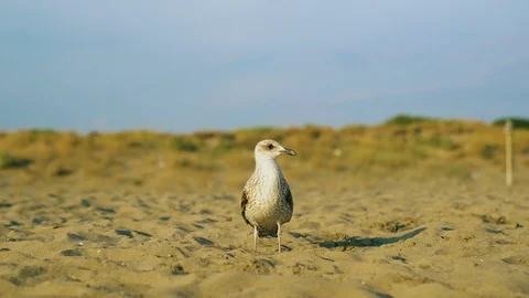 A large gray gull walks along the beach in the sunset 4k Stock Footage 107751415