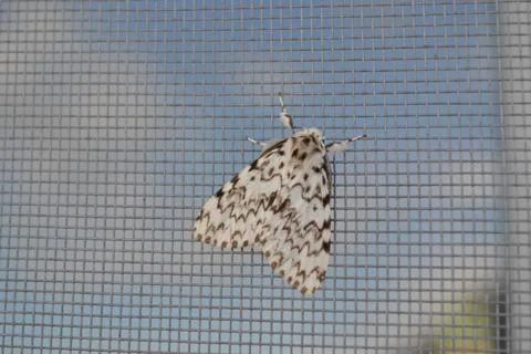 A large gray moth sits on a window mesh Stock Photos