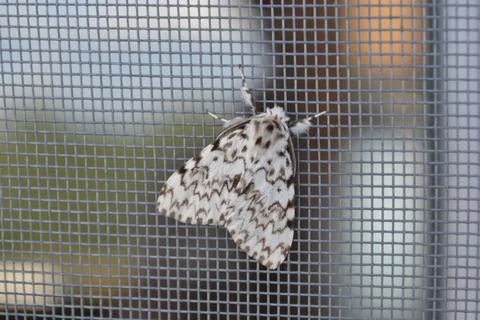 A large gray moth sits on a window mesh Stock Photos