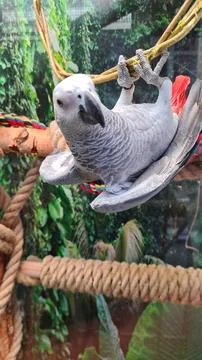 Large gray parrot sits in ring woven from thin rods Photos