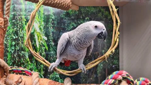 Large gray parrot sits in ring woven from thin rods Photos