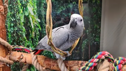 Large gray parrot sits in ring woven from thin rods Stock Photos