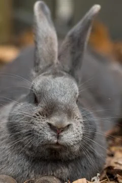 Large Gray Rabbit Cocks Head at Camera 写真素材