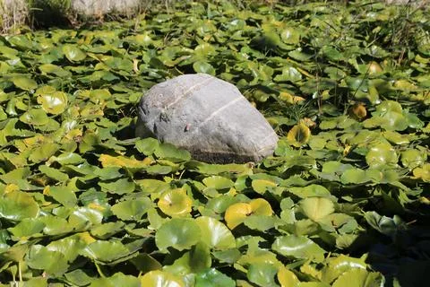 Large gray rock surrounded by floating lily pads in a garden pond 스톡 사진