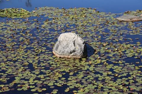 Large gray rock surrounded by lily pads in dark blue pond water Foto stock
