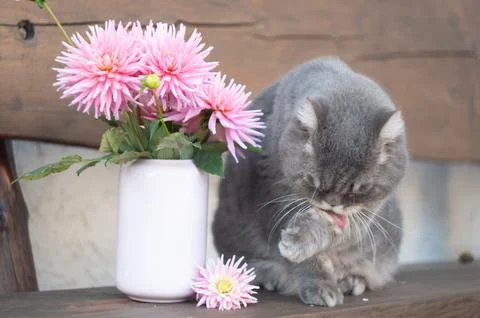 A large gray Scottish cat washes his face with his paw on a bench, pink dahlias Stock Photos