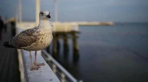 Large gray seagull on the pier Stock Footage 58605420