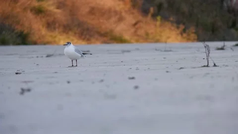 Large gray seagull on the pier Видео 171406824