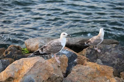 A large gray seagulls sits on a stone Stock Photos