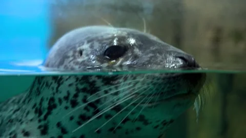 Large gray seal underwater close-up Stock Footage 155464768