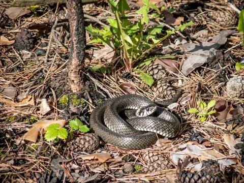 A large gray snake curled up in a pine forest. Stock Photos