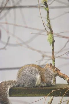 Large gray squirrel laying down on an old fence Stock Photos
