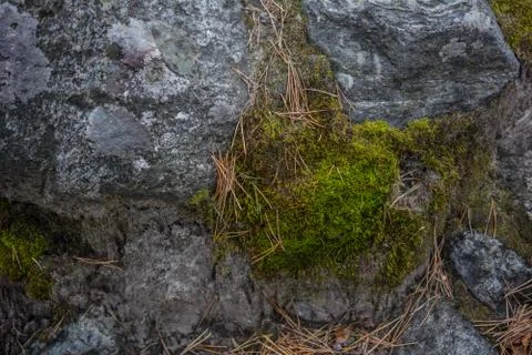 A large gray stone with moss on the surface. Stock Photos