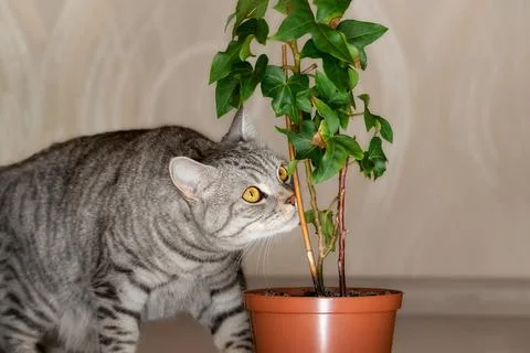 A large gray striped cat sniffs a green flower in a pot on the floor of an ap Stock Photos