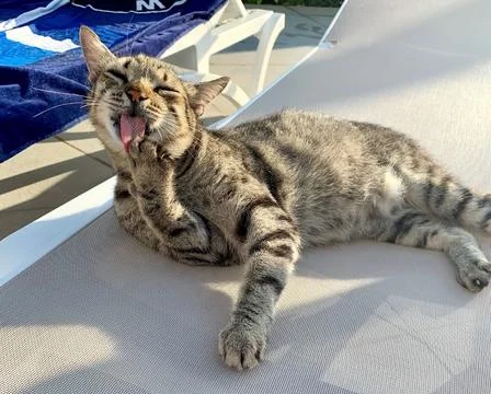 A large gray tabby cat washes his face Stock Photos