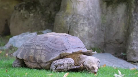 Large gray turtle eating grass. Stock Footage 304834151
