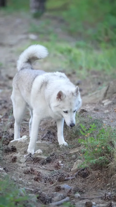 Large gray wolf-like dog walking through a misty forest Stock Footage 340505071