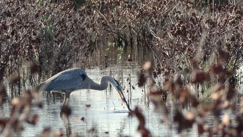Large Great blue heron eating a snake Stock Footage 331728000