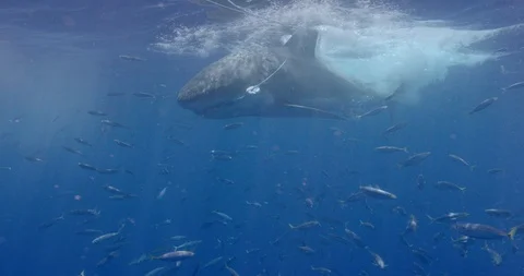 Large Great White Shark Attacks Bait Line Stock Footage 96258544