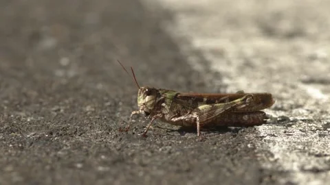 Large green and brown grasshopper resting on a road Stock Footage 139725397